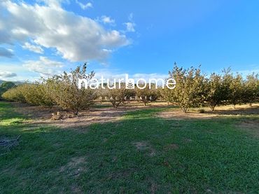 Terreno rústico en venta en Alcover