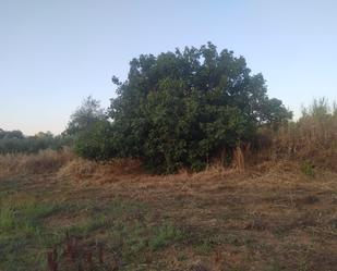 Land for sale in Villaviciosa de Córdoba