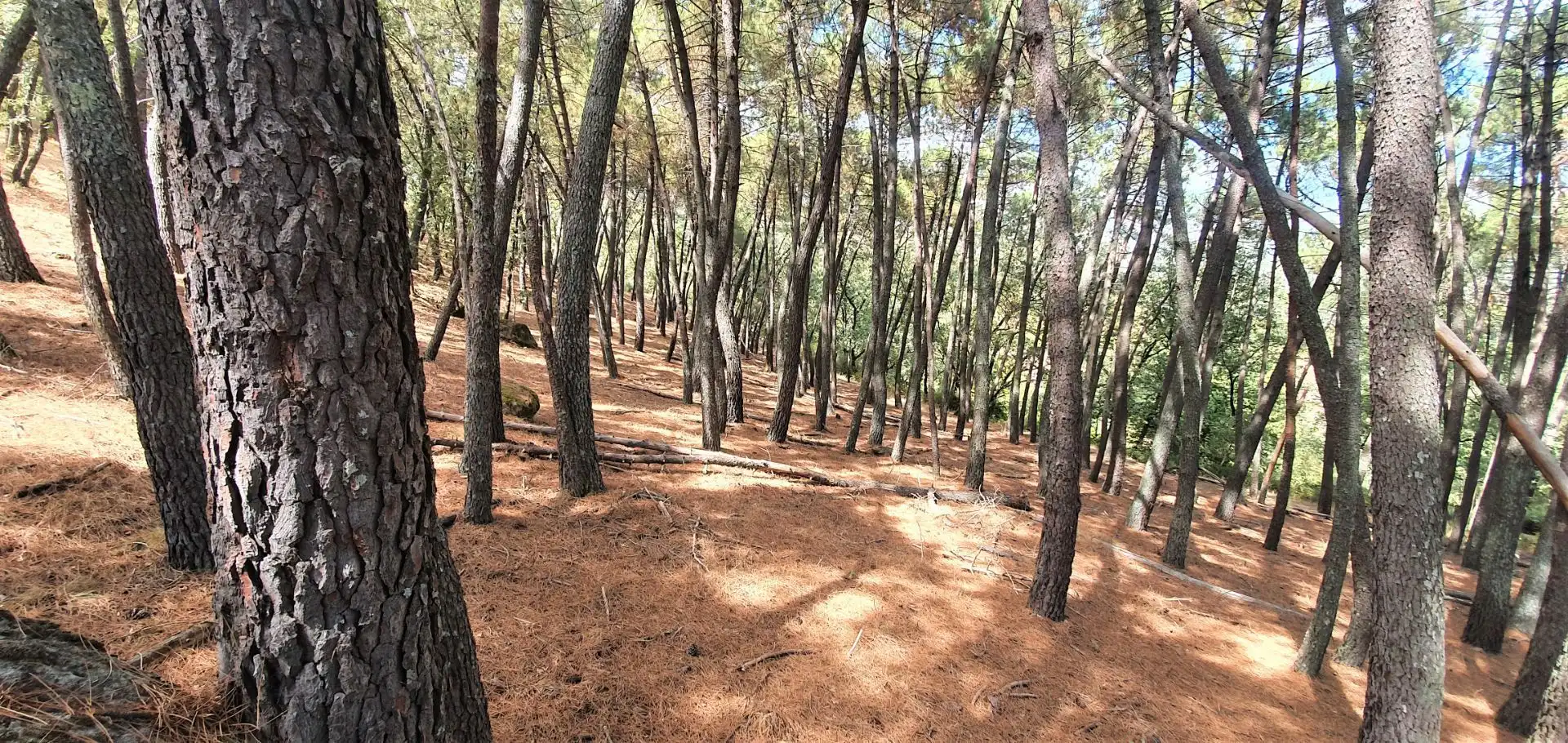 Terreni e lotti in vendita a Jarandilla de la Vera, imagen 14