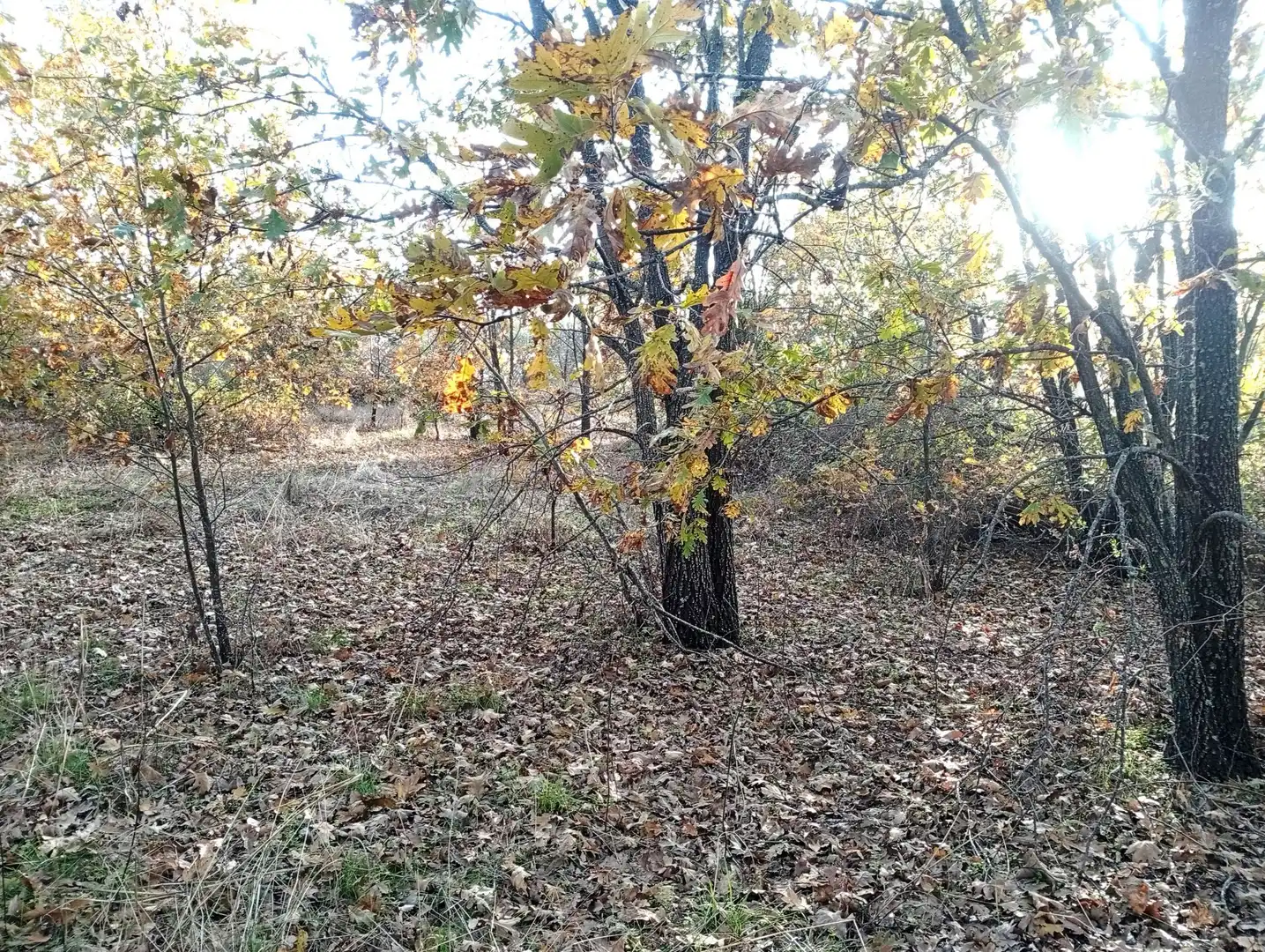 Terreni e lotti in vendita a Viandar de la Vera, imagen 26