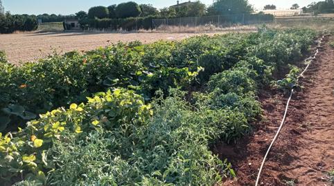 Photo 5 of Land for sale in Los Rosales, Ciudad Real