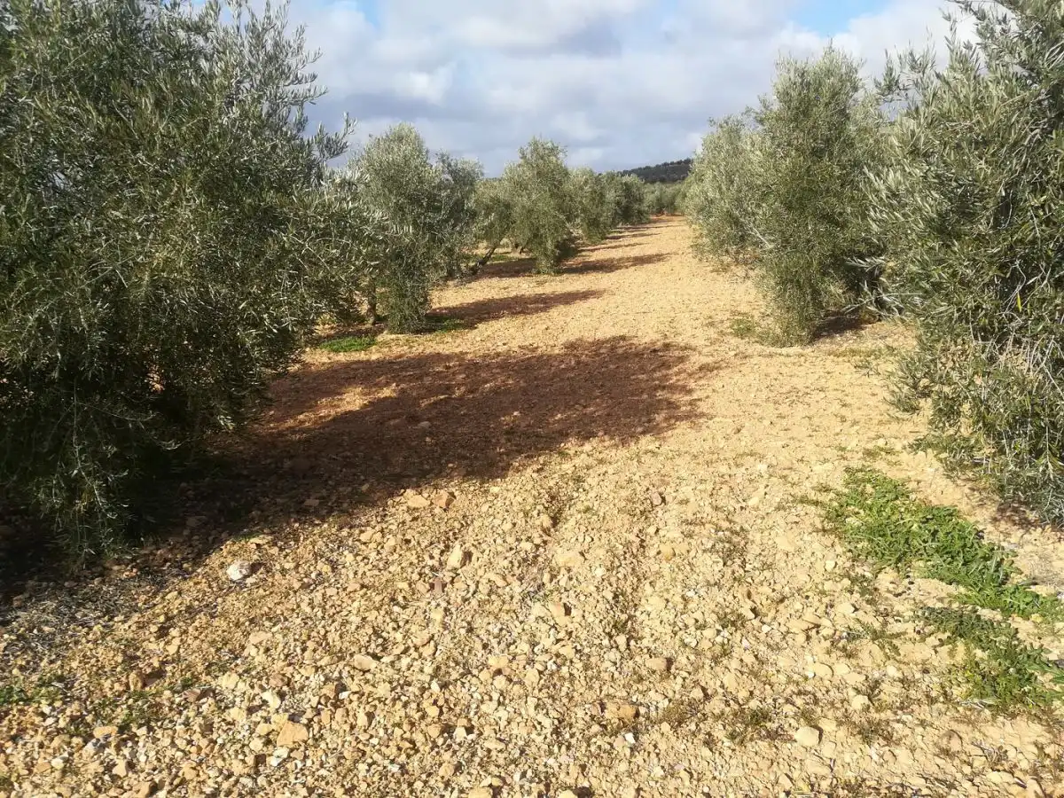 Terreno rustico in vendita a Valdepeñas, imagen 5