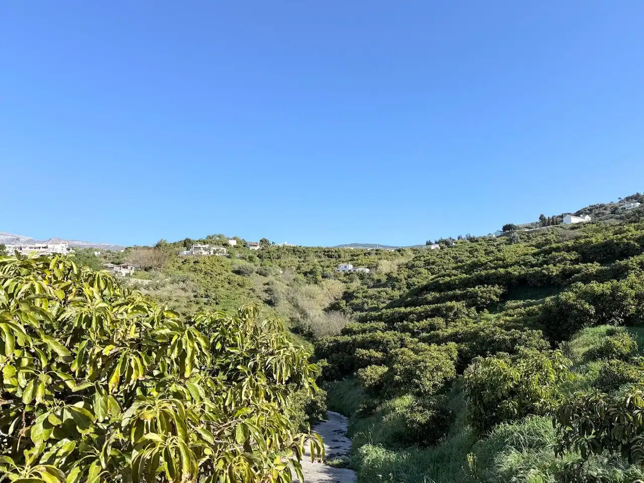 Land for sale in Canillas de Albaida