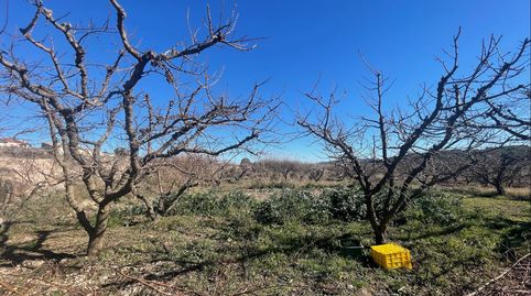 Se venden 6 fanegas de tierra de riego en plena producción de albaricoqueros y ciruelas, 12.000m2 a 5 minutos de Cehegin en plena, immagine 3