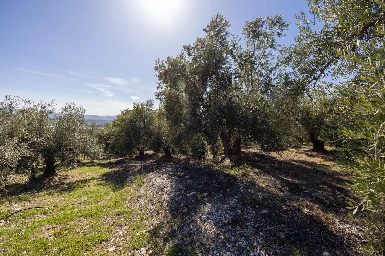 Terreni e lotti in vendita a Dúrcal, imagen 9