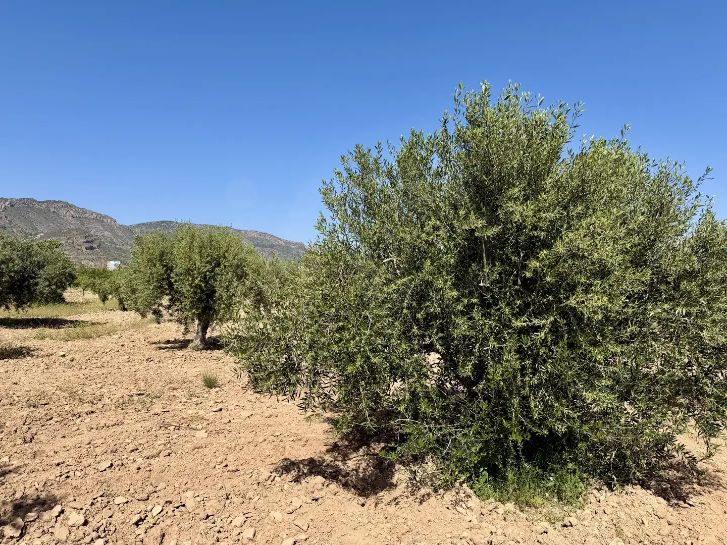 Grundstücke und Bauplätze zum Verkauf in Ricote, imagen 8