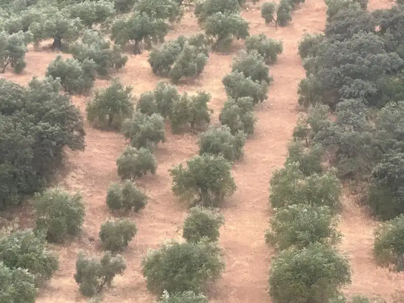 Terreno rústico en venta en Algarinejo, imagen 11
