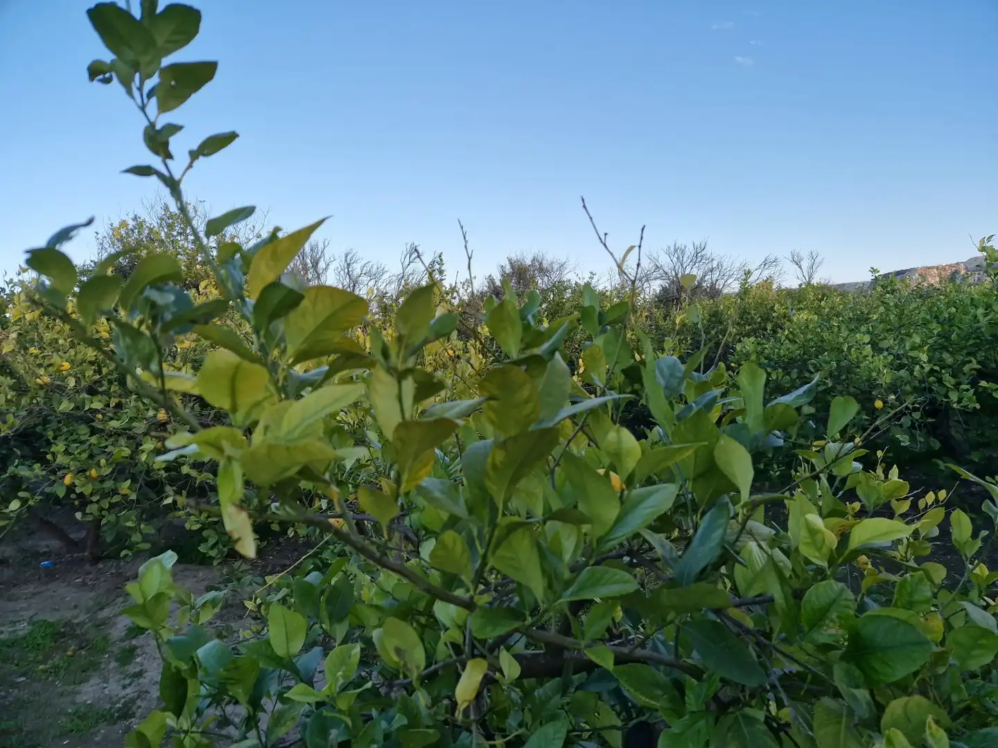 Land for sale in Villanueva del Río Segura