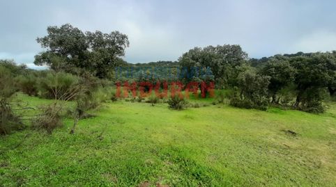 Parcela rústica con encinas situada a 200 m de la carretera en el término municipal de Millanes Cáceres