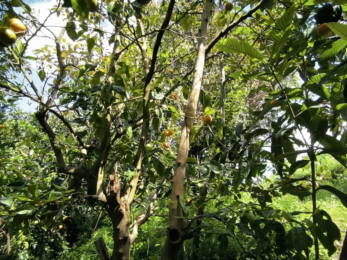 Jardín de Finca rústica en venta en Moya (Las Palmas)