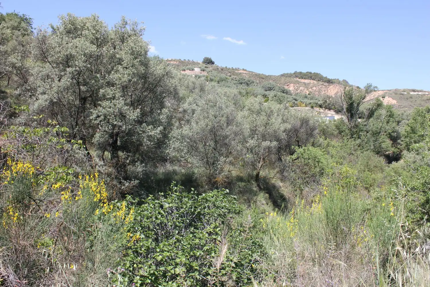 Terreni e lotti in vendita a andalucia, imagen 21