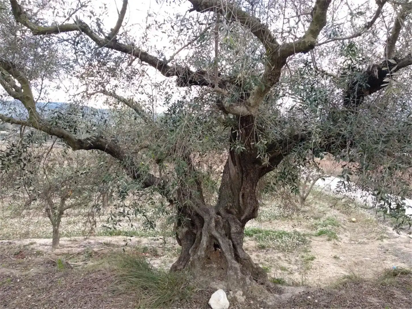 Jardín de Terreno en venta en Agullent