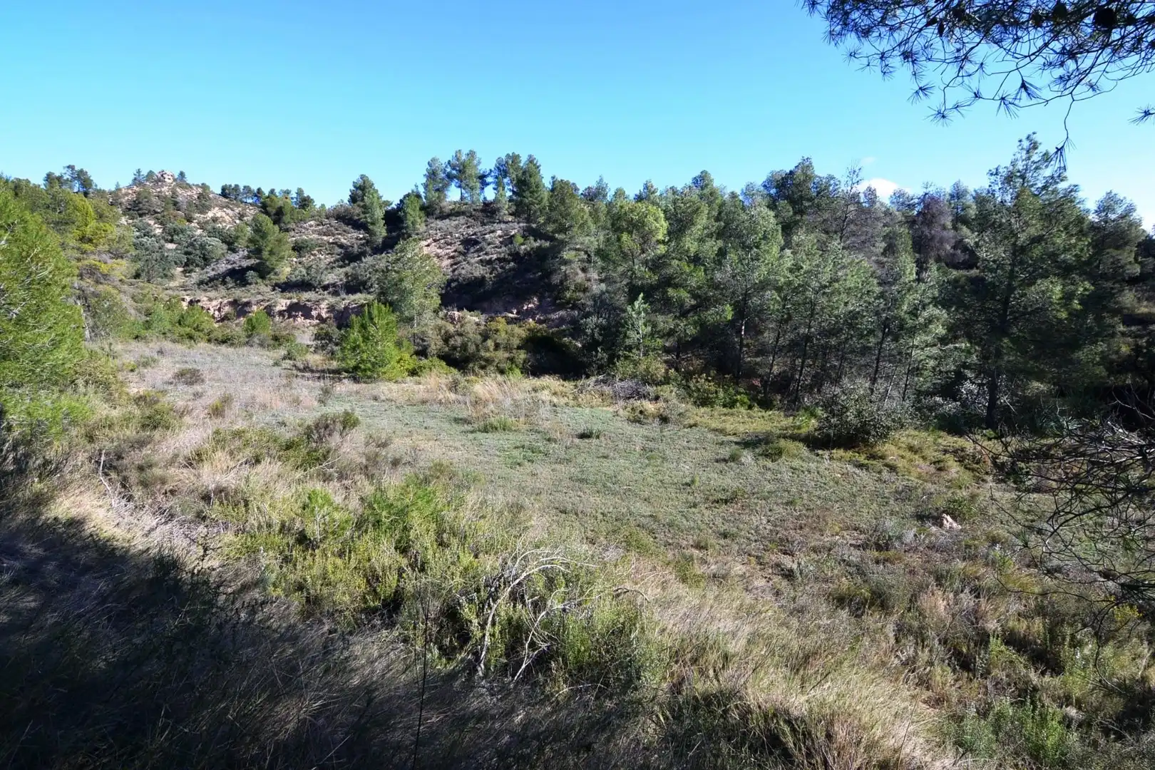 Rural land for sale in Ascó, imagen 2