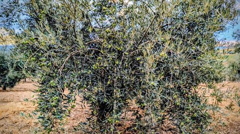 Finca Rúst. en venta en Los Arenales., immagine 2