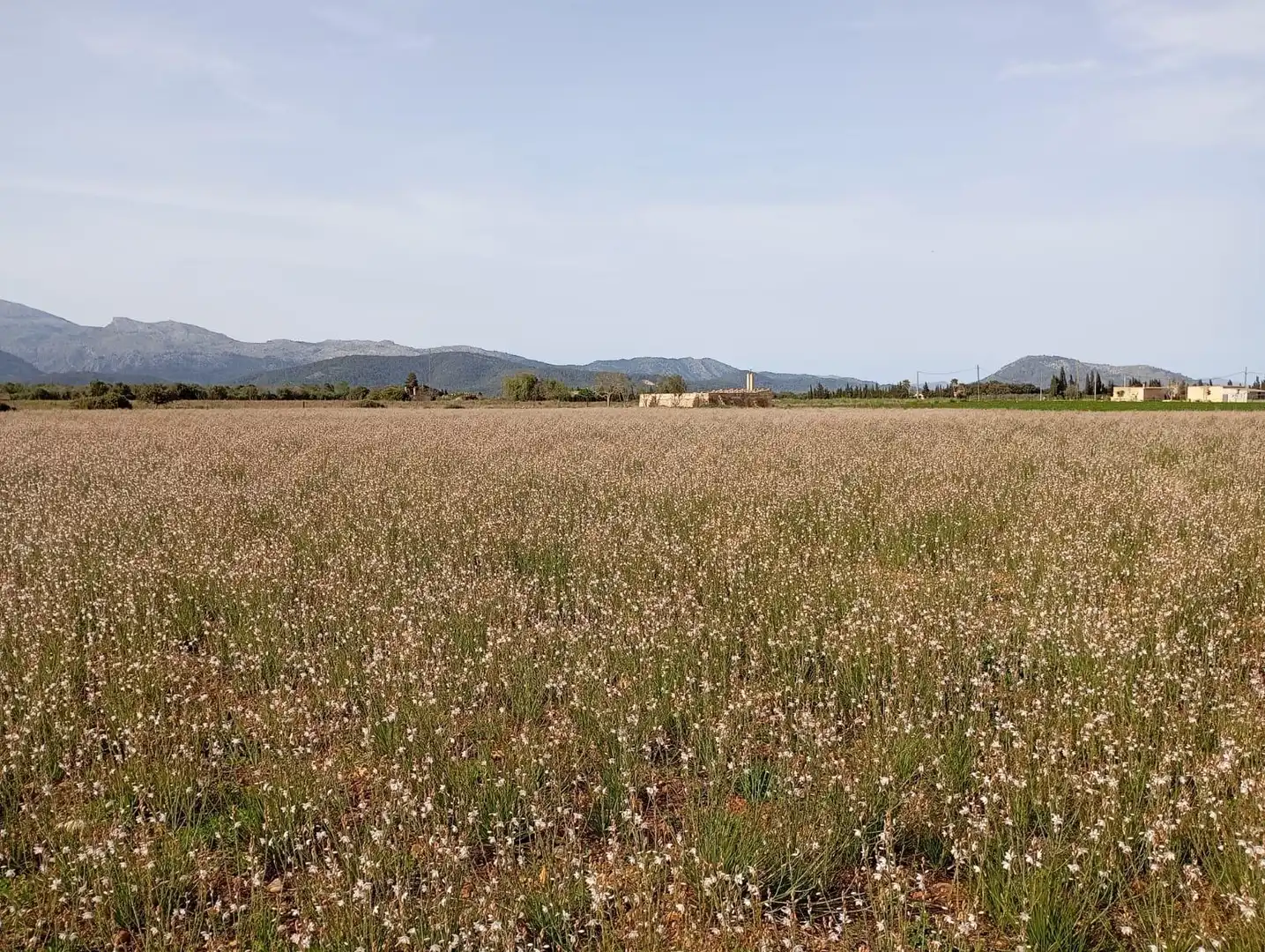 Residential land for sale in Sa Pobla, imagen 7