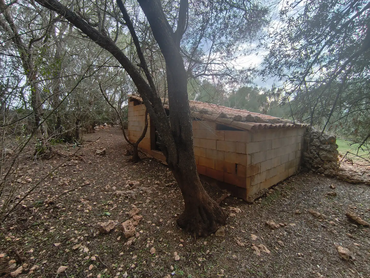 Rural land for sale in Ariany, imagen 17