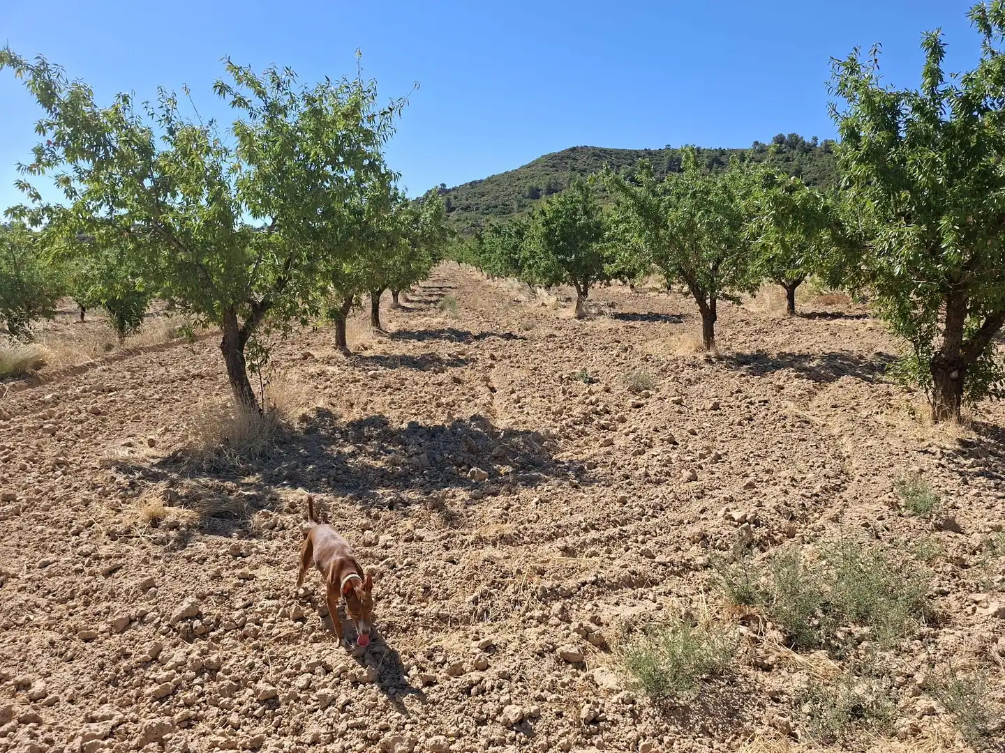 Terreno en venta en Maella