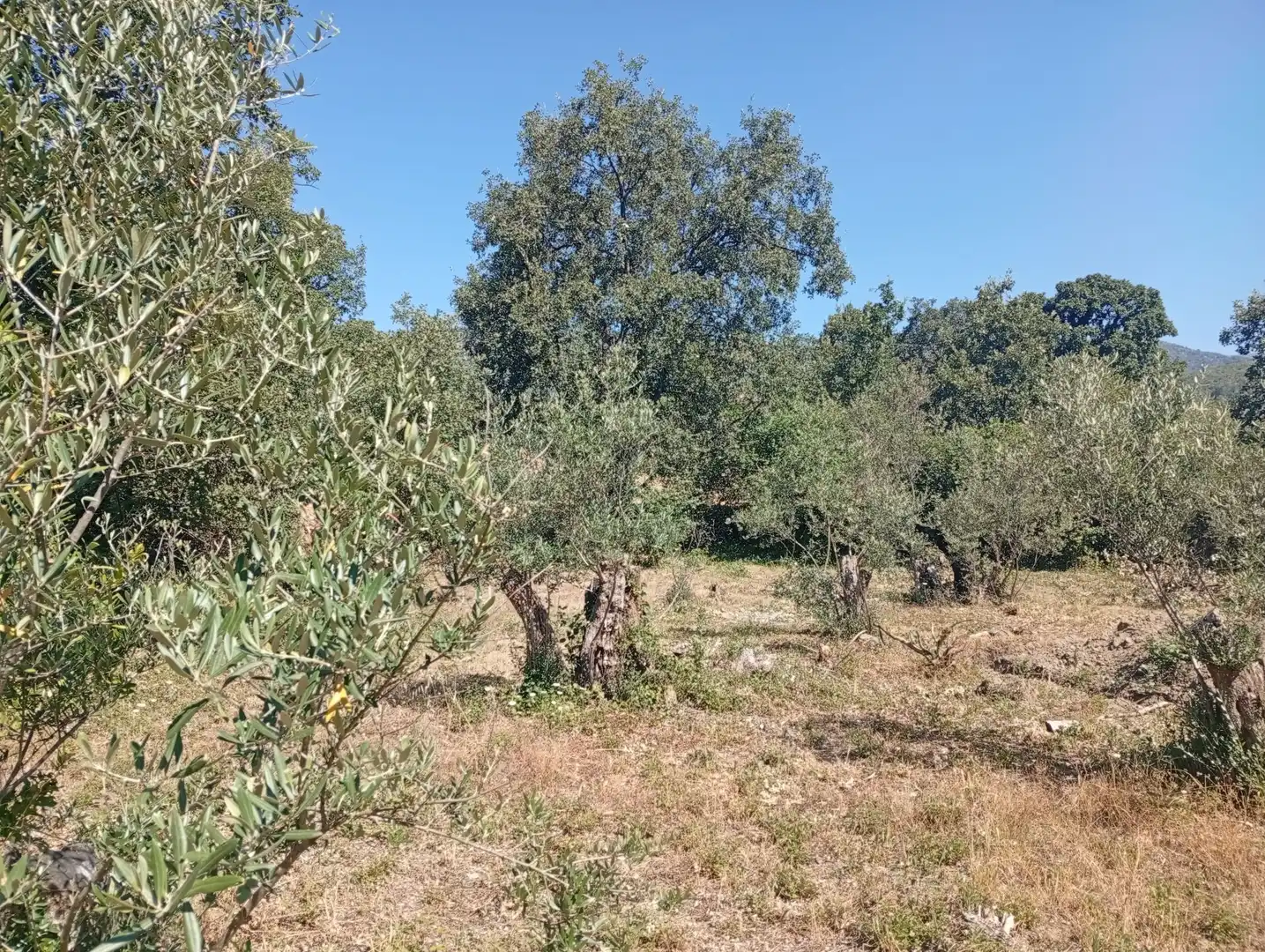 Terreni e lotti in vendita a Villanueva de la Vera, imagen 13