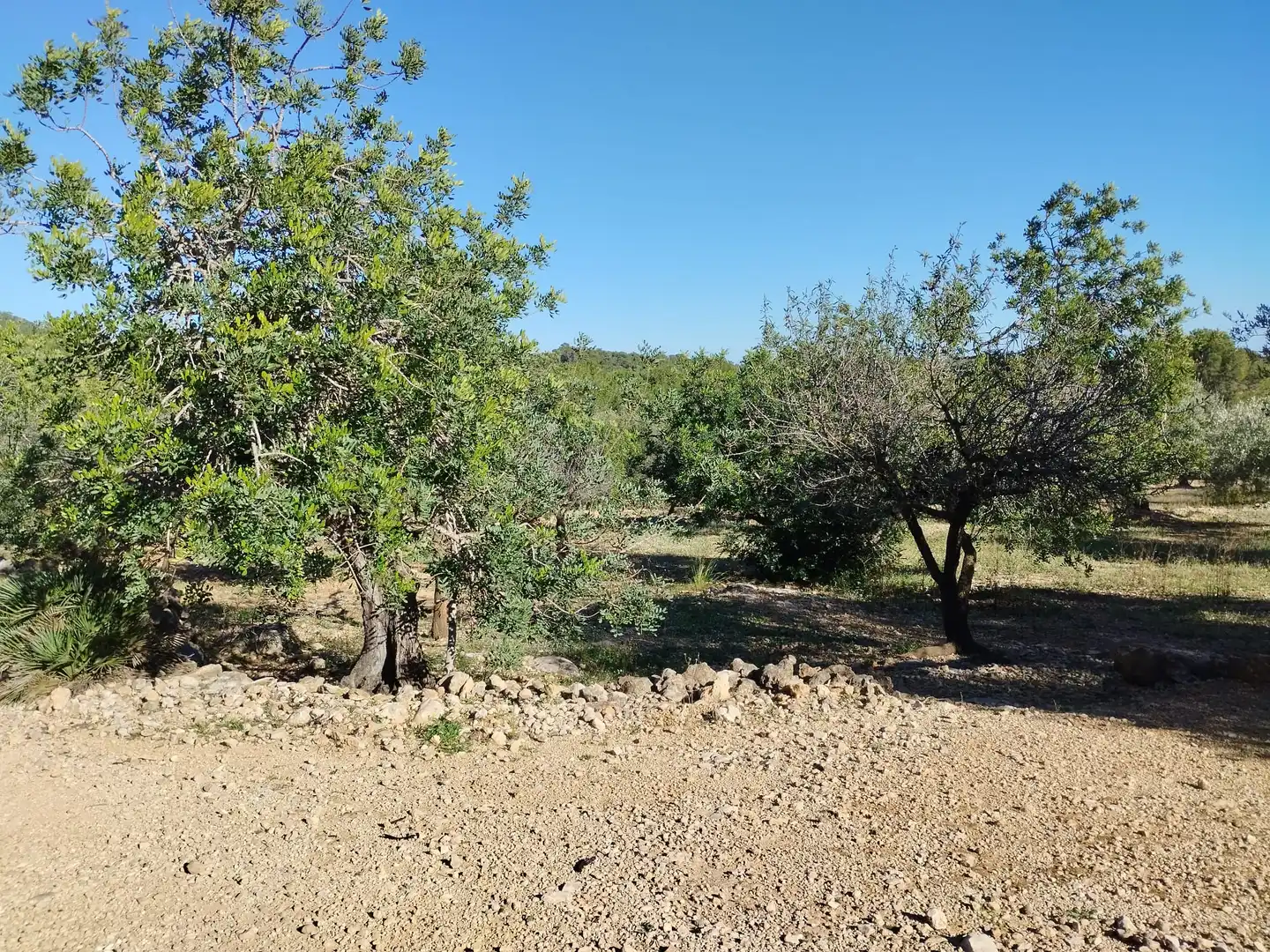 Terreno rustico in vendita a Carrer Camí del Llop 46, imagen 8