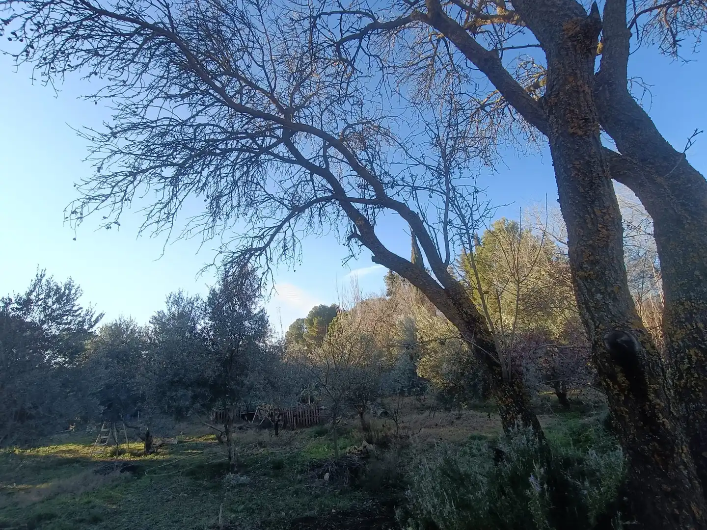 Casa o chalet en venta en Carrión de Calatrava con Jardín privado, Trastero y Amueblado