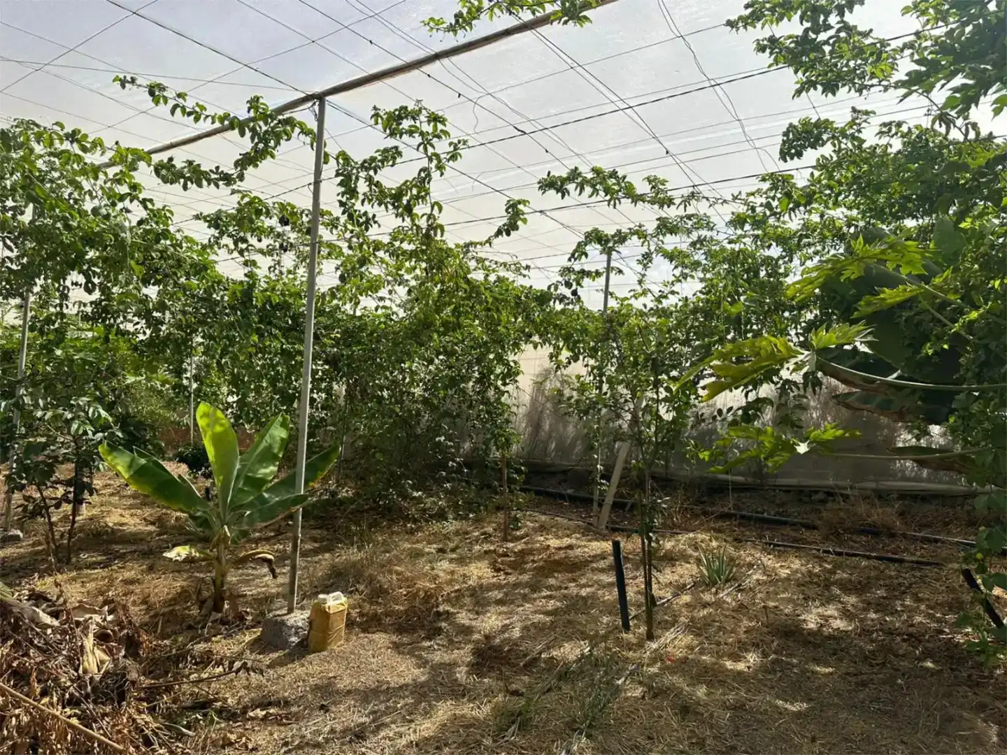 Jardí de Finca rústica en venda en Guía de Isora