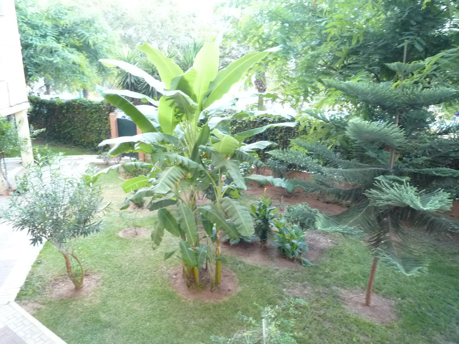 Garden of Apartment to rent in Málaga Capital  with Furnished, Washing machine and Microwave