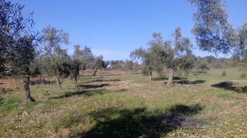 OLIVARES EN LAS PATUDAS
Parcelas de olivos en las Patudas con unas superficies de 1 hectárea y la otra de 1 fanega. Se encuentran, Bild 2
