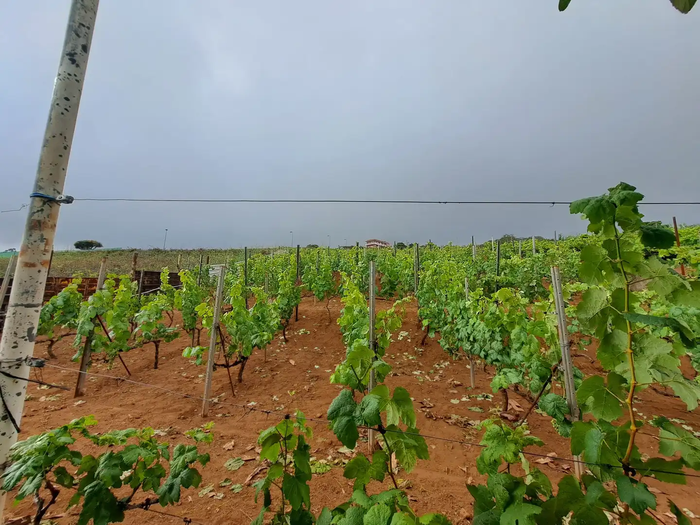 Rural land for sale in El Sauzal, imagen 17