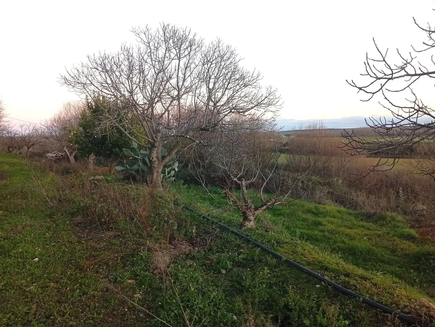 Land for sale in Losar de la Vera