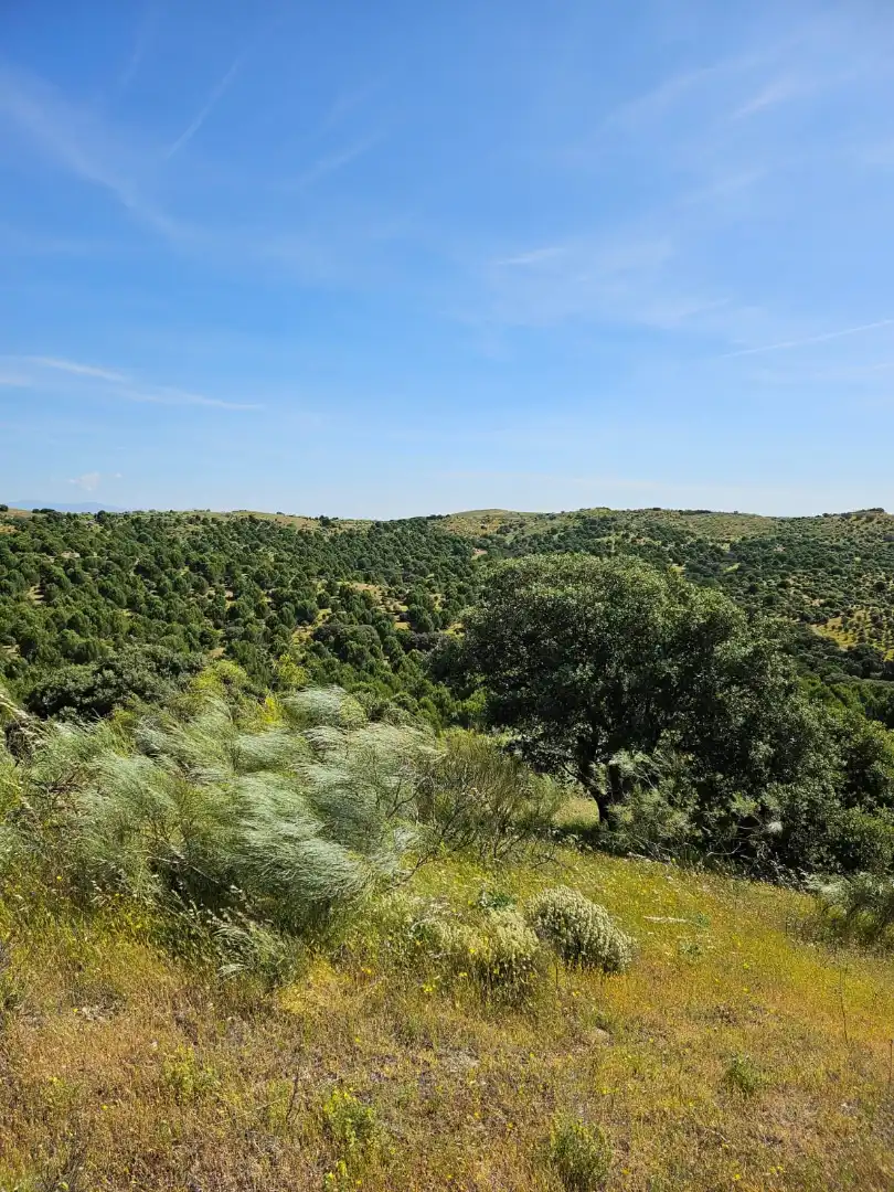 Terreno rustico in vendita a Las Herencias, imagen 4