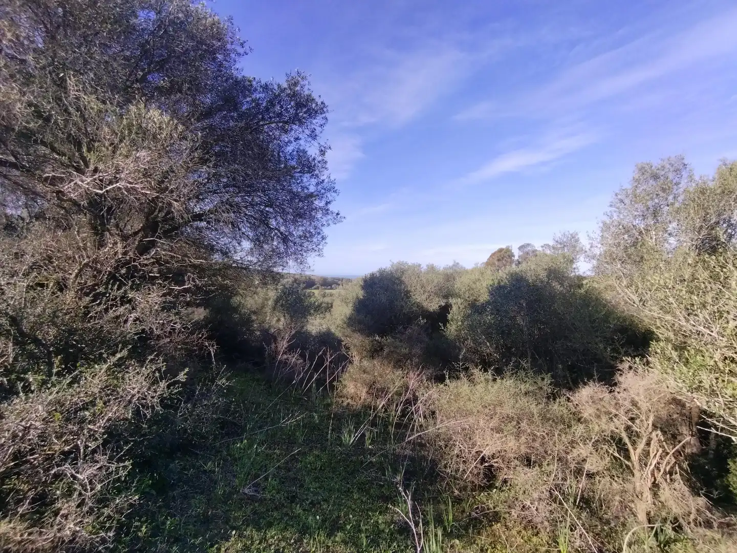 Terreno rustico in vendita a Carretera Arroyo San Ambrosio 385, imagen 16