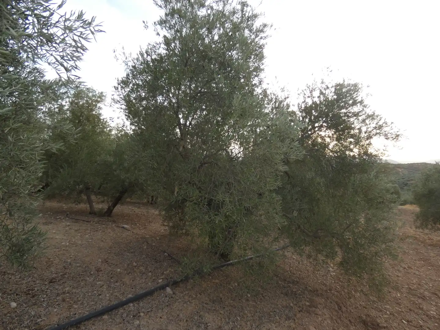 Terreni e lotti in vendita a Cogollos de la Vega, imagen 5