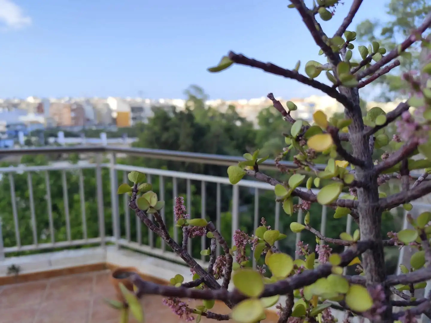 Terraza de Ático en venta en Torrevieja con Aire acondicionado, Calefacción y Amueblado