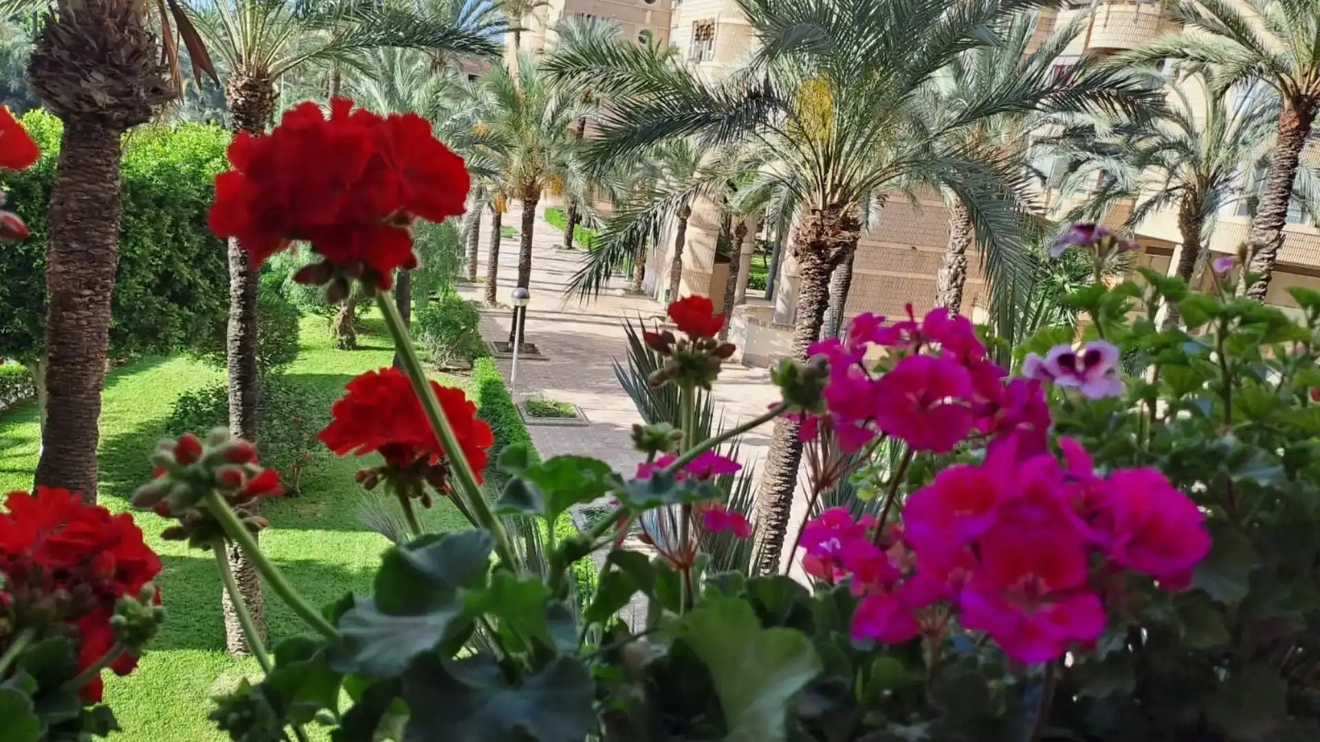 Garten von Wohnung zum Verkauf in Elche ciudad