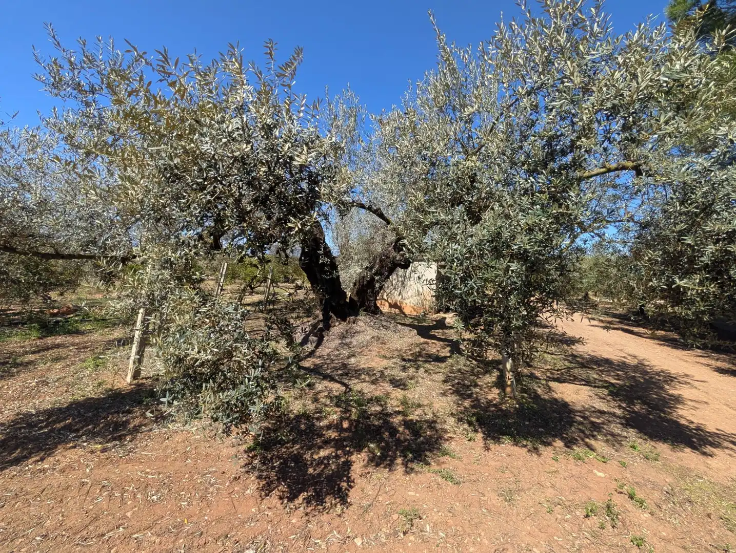 Grundstücke zum Verkauf in Ulldecona