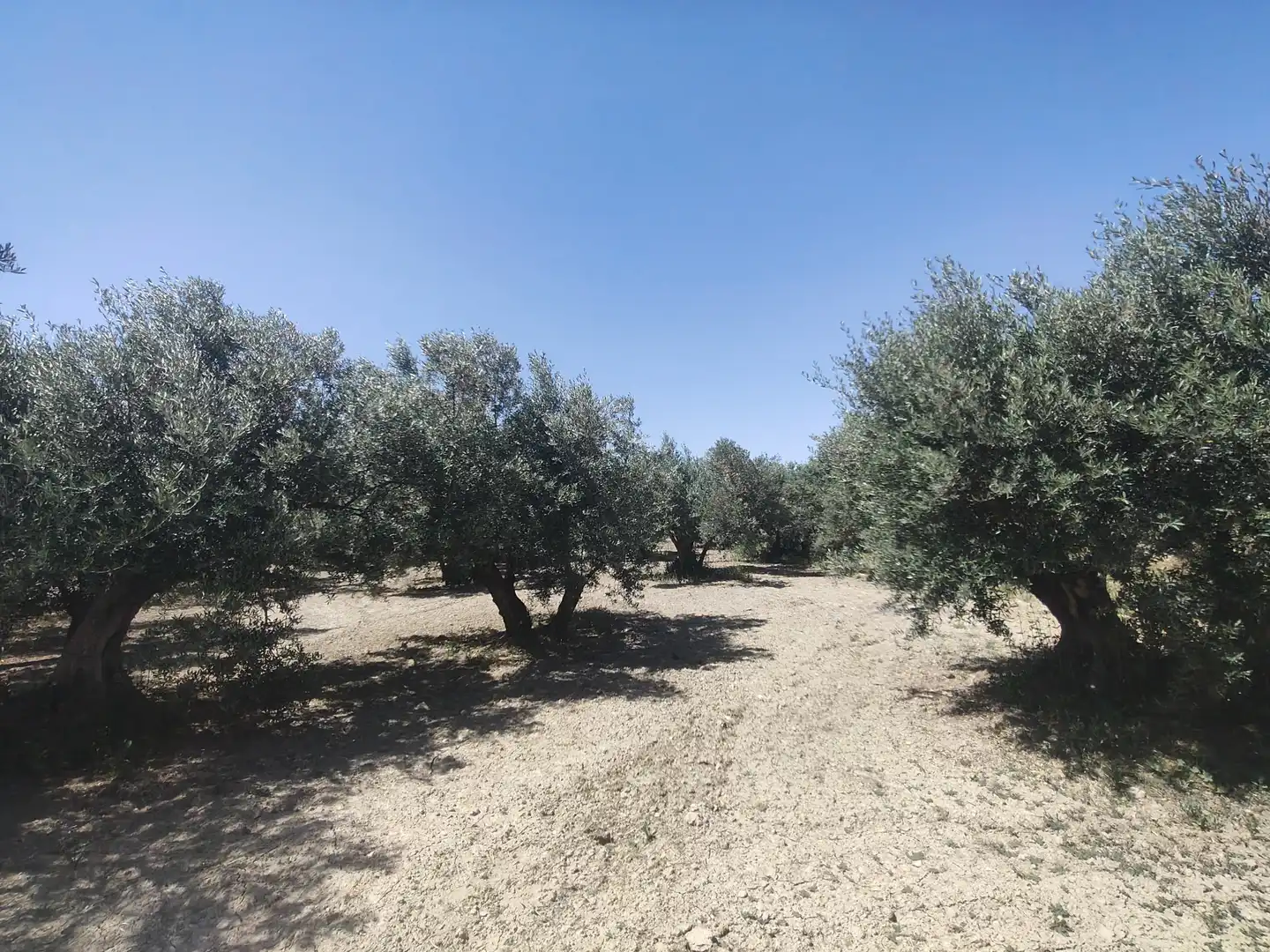 Houses for sale in Baza, Granada