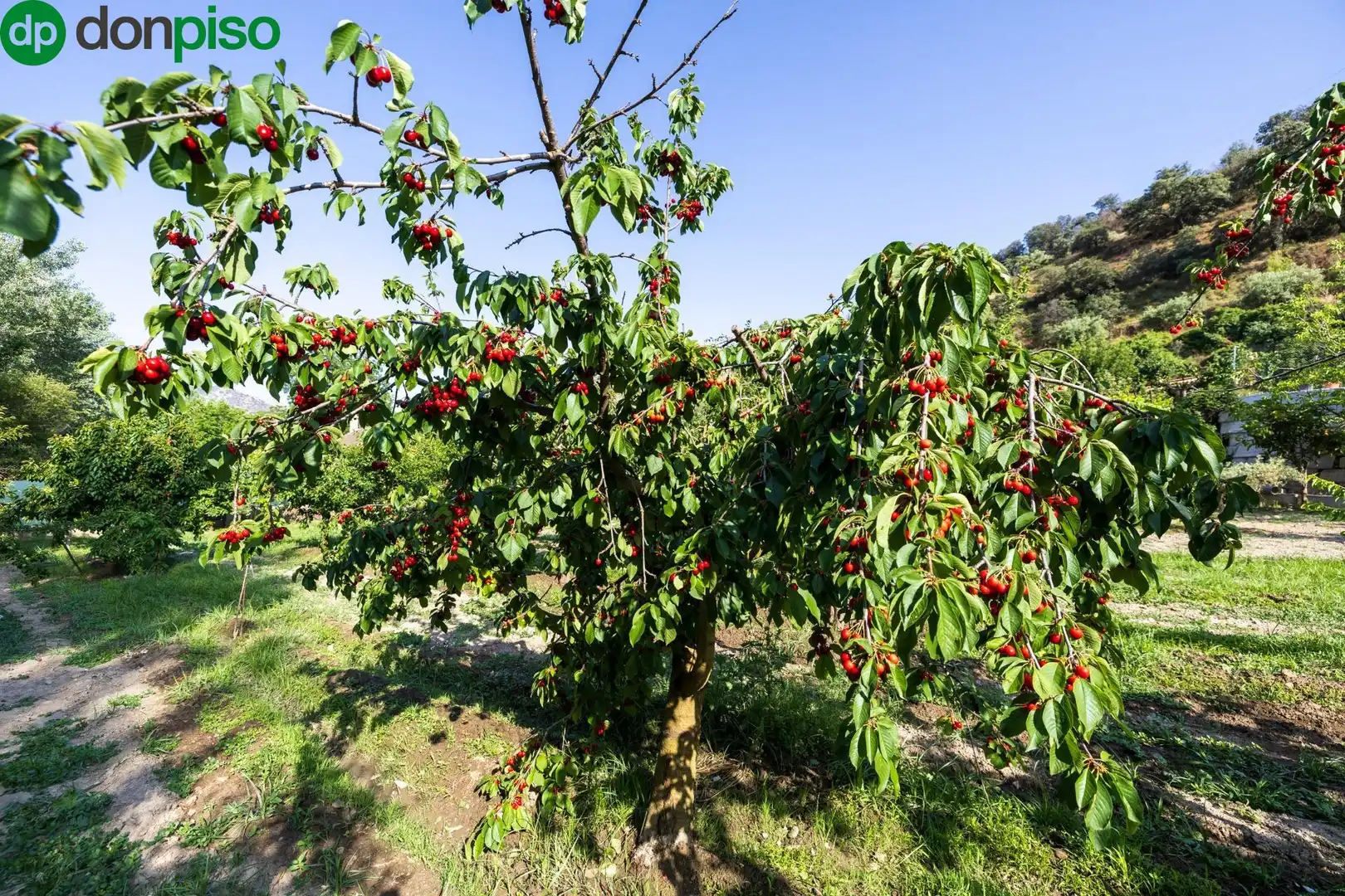 Terreno en venta en Paseo Paseo Duquesa, Pinos Genil
