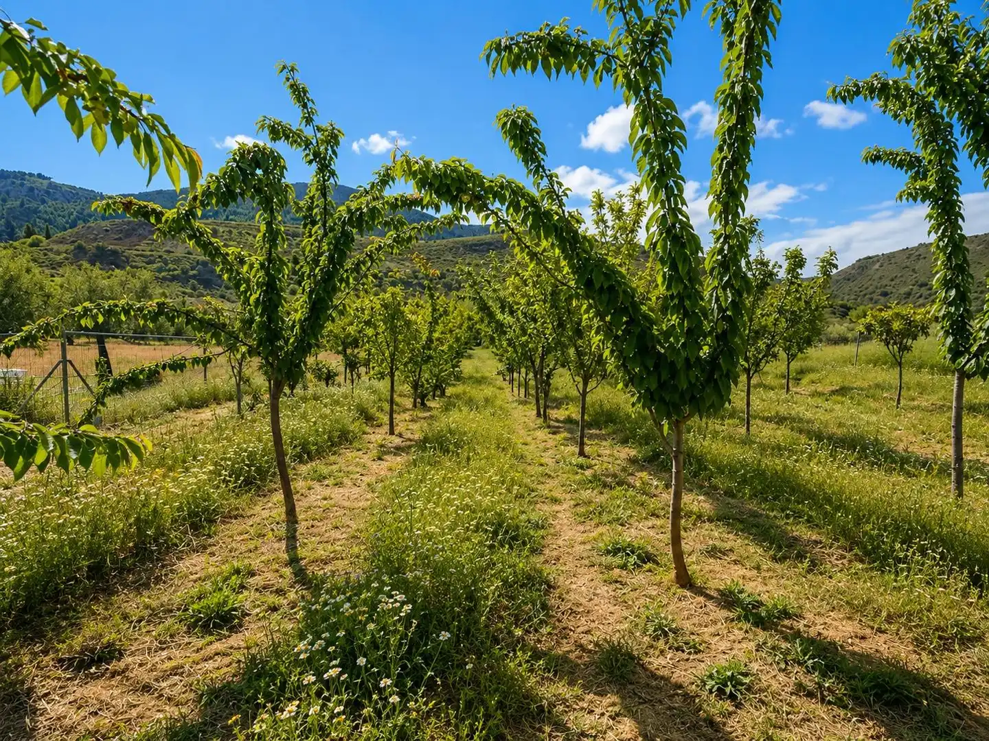 Finca rústica en venta en Monachil pueblo
