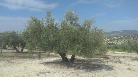 OLIVAR DE 60 FANEGAS A PIE DE CARRETERA