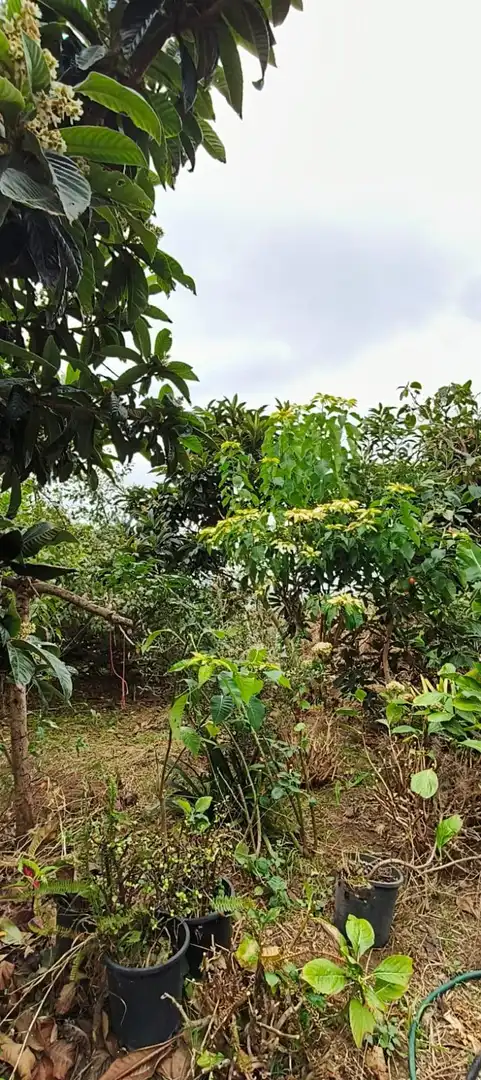 Finca rústica en venta en Camino REVENTON EL, La Vega - El Amparo - Cueva del Viento
