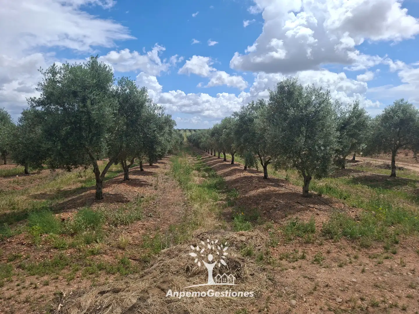 Terreno en venta en Palma del Río