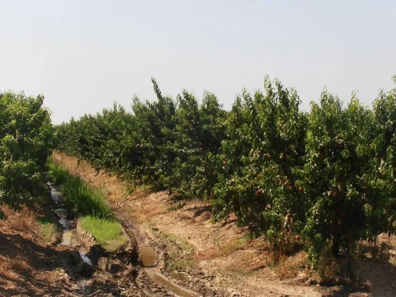 Jardín de Terreno en venta en Villanueva de la Serena, Badajoz
