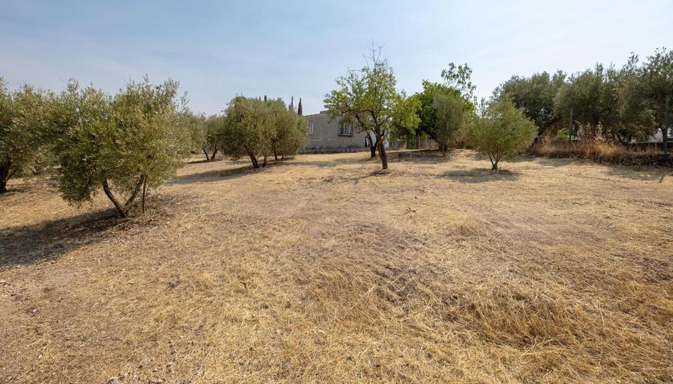 Foto 1 de Finca rústica en venta en Calle de Moraleda a Cómpeta, Moraleda de Zafayona, Granada