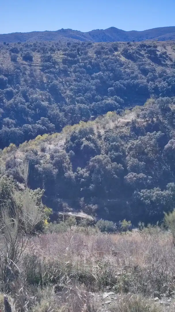 Land for sale in Alcudia de Monteagud
