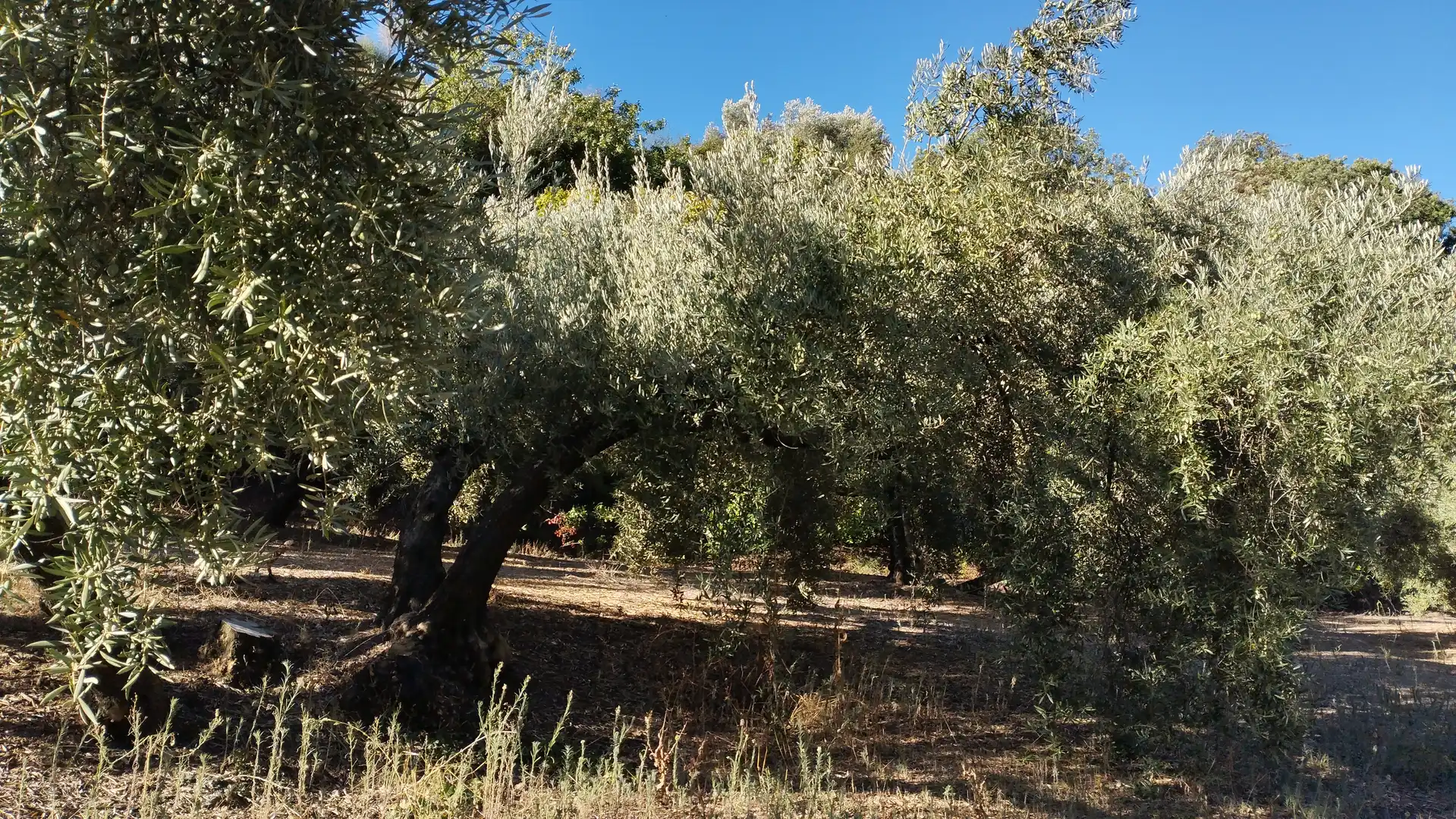 Land for sale in Cabra