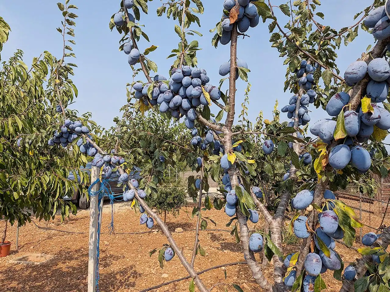 Jardí de Finca rústica en venda en Vinaròs amb Terrassa i Piscina