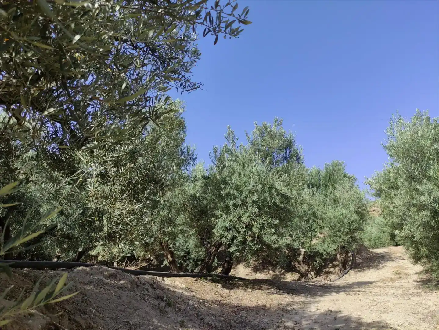 Terreno en venta en Caniles