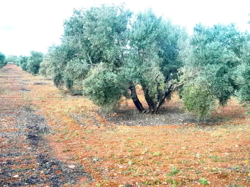 Rural land for sale in Calle del Seis de Junio 10, imagen 7