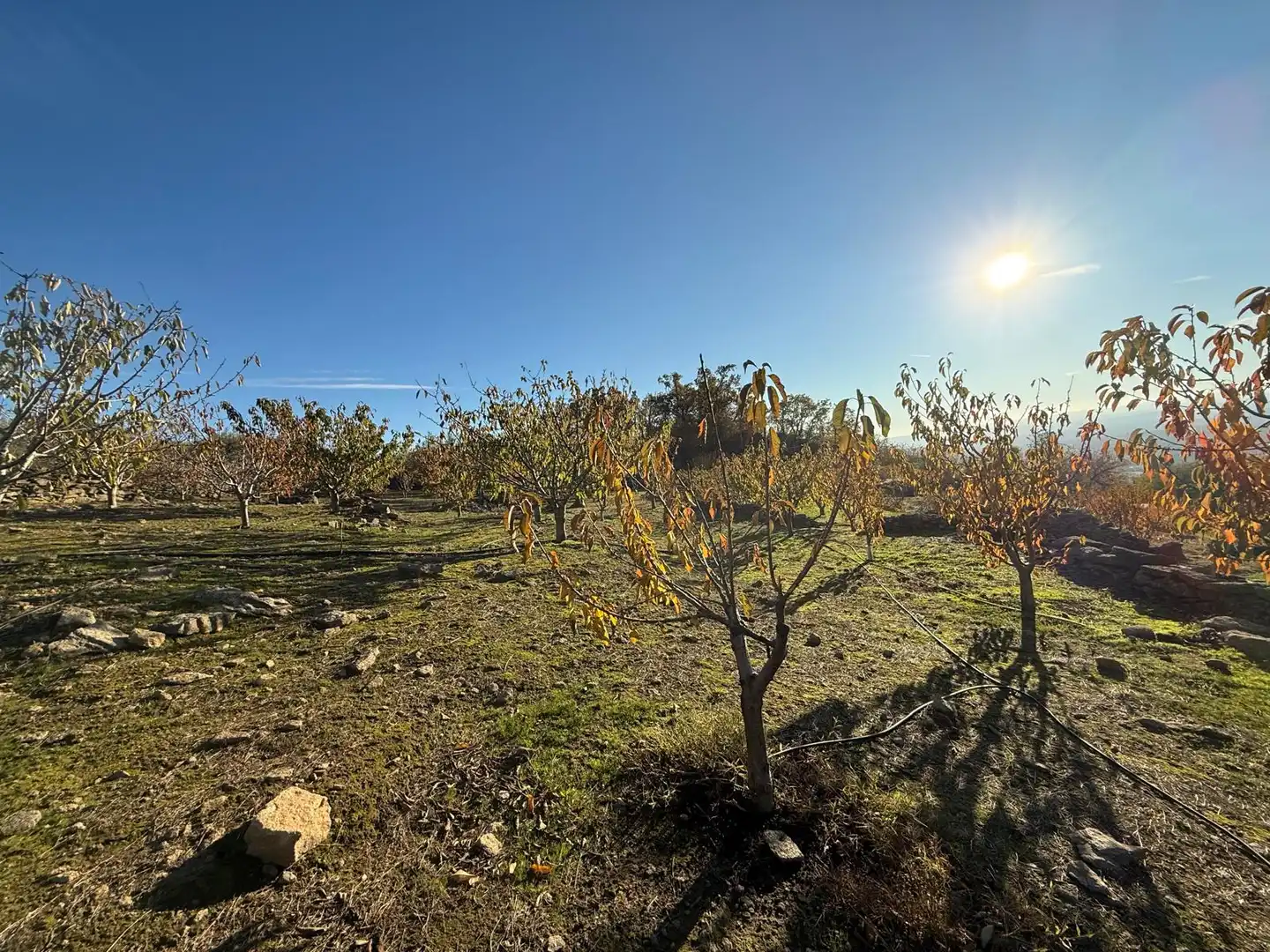 Land for sale in Arroyomolinos de la Vera