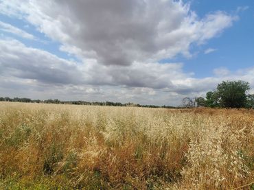 Terreni e lotti in vendita a Malagón